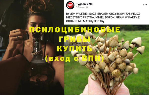 PSILOCYBIN Зеленодольск